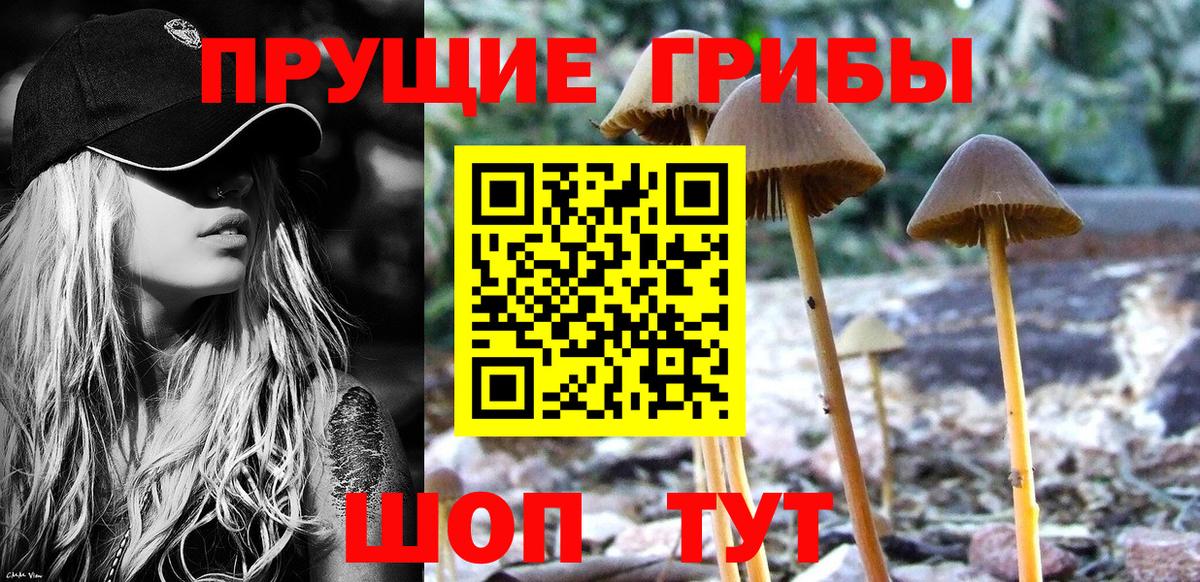 Псилоцибиновые грибы Cubensis Советск
